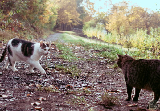 LR-ANIMALS  07-08-24 034749